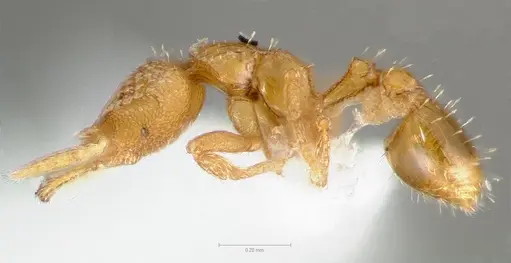 Strumigenys levana - CASENT0005570