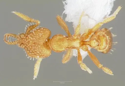 Strumigenys levana - CASENT0005571