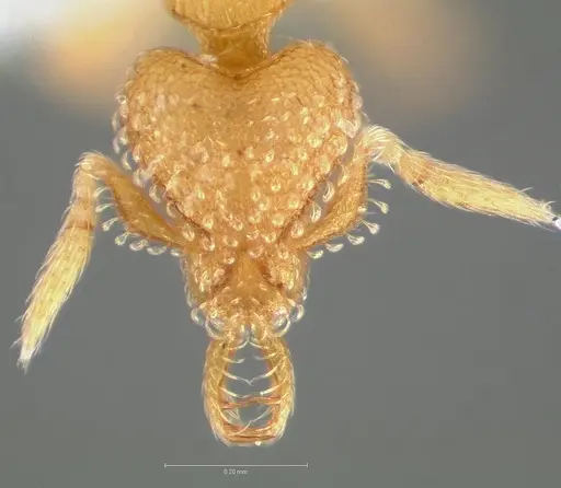 Strumigenys levana - CASENT0005571