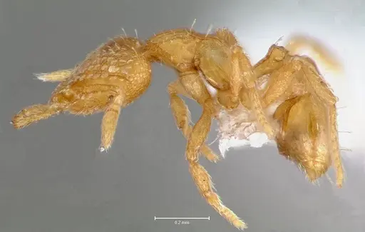 Strumigenys levana - CASENT0005571