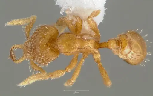 Strumigenys levana - CASENT0005572