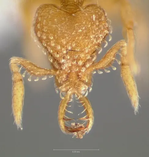 Strumigenys levana - CASENT0005572