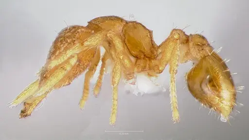 Strumigenys levana - CASENT0005572