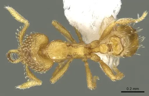 Strumigenys levana - CASENT0900682