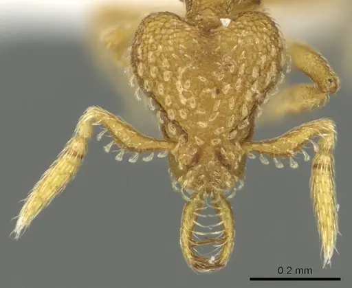 Strumigenys levana - CASENT0900682