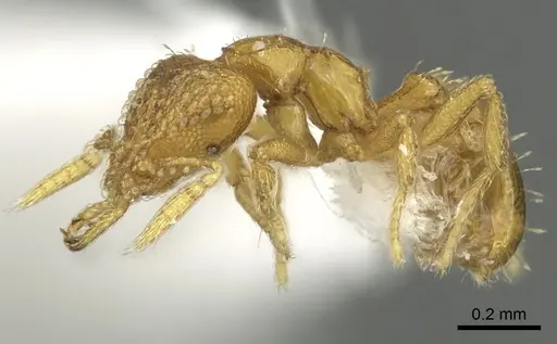 Strumigenys levana - CASENT0900682