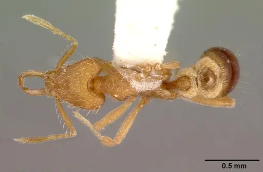 Strumigenys lewisi specimen