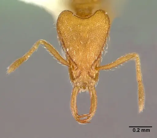 Strumigenys lewisi specimen