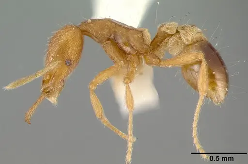 Strumigenys lewisi specimen