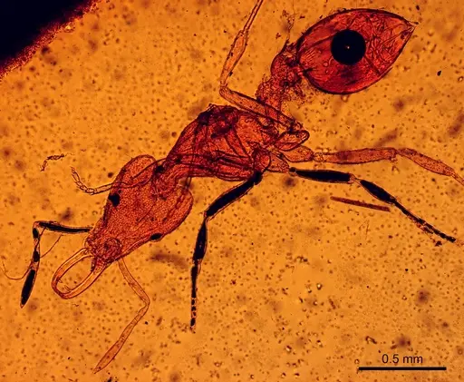 Strumigenys lewisi - CASENT0906000