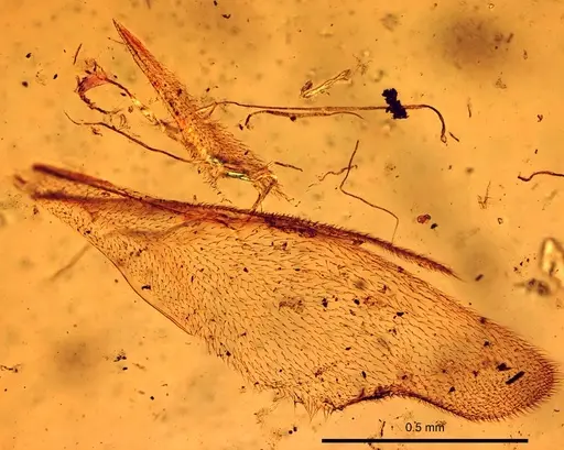 Strumigenys lewisi - CASENT0906000