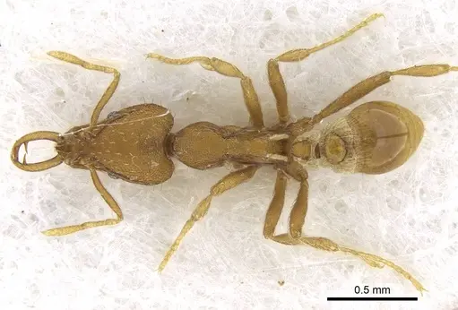 Strumigenys lewisi - CASENT0914841