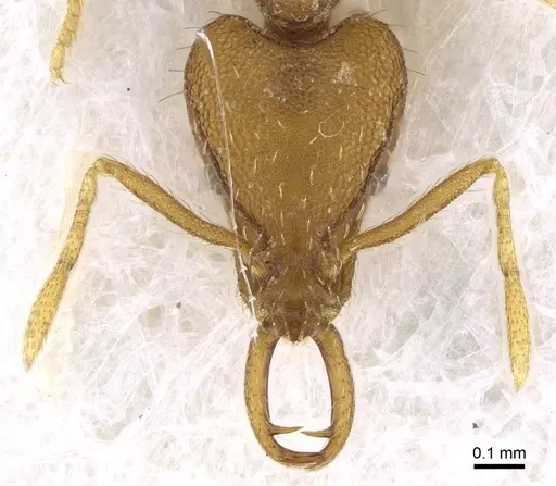 Strumigenys lewisi - CASENT0914841