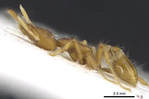 Strumigenys lewisi - CASENT0914841