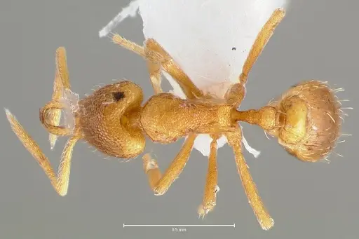 Strumigenys lexex specimen