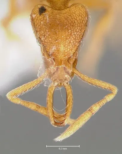 Strumigenys lexex specimen