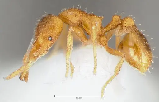 Strumigenys lexex specimen