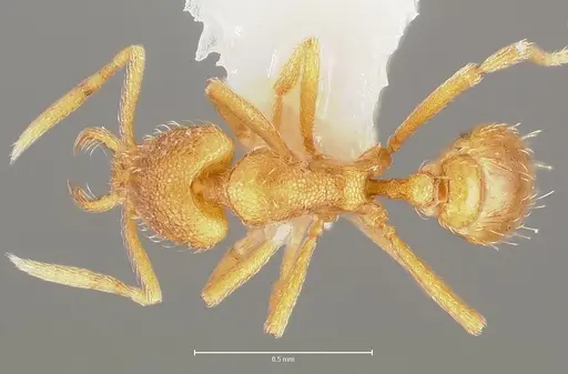 Strumigenys lexex - CASENT0005574