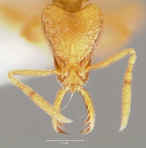 Strumigenys lexex - CASENT0005574