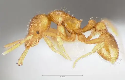 Strumigenys lexex - CASENT0005574