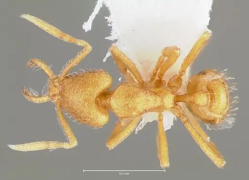 Strumigenys lexex - CASENT0005575