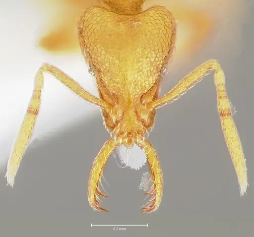 Strumigenys lexex - CASENT0005575