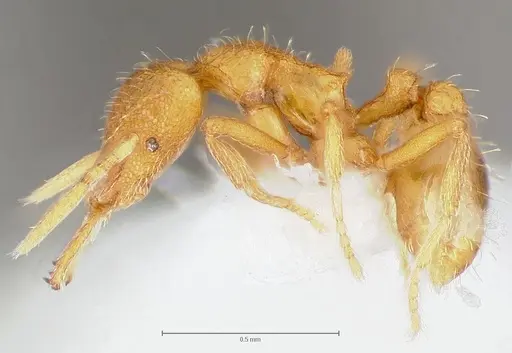 Strumigenys lexex - CASENT0005575