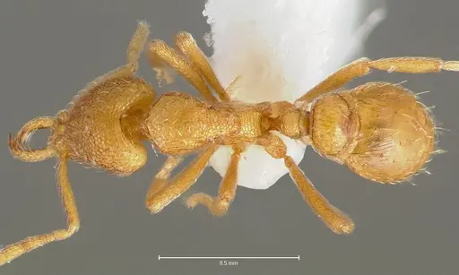 Strumigenys lexex - CASENT0005576