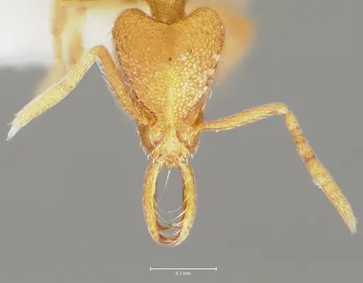 Strumigenys lexex - CASENT0005576