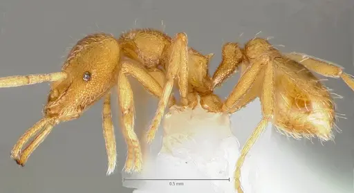 Strumigenys lexex - CASENT0005576