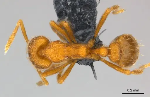 Strumigenys lexex - CASENT0153635