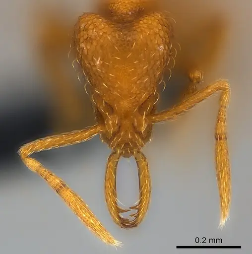 Strumigenys lexex - CASENT0153635