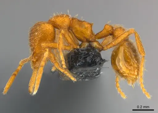 Strumigenys lexex - CASENT0153635