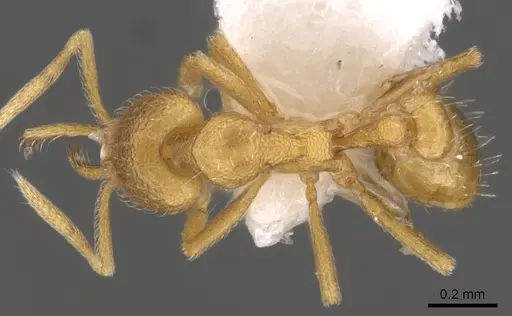 Strumigenys lexex - CASENT0900727