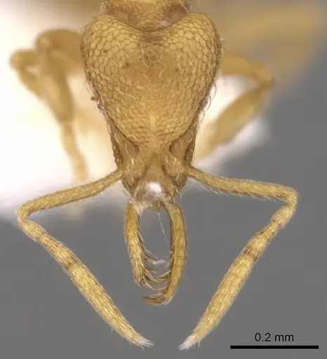 Strumigenys lexex - CASENT0900727