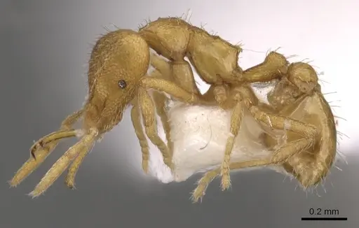 Strumigenys lexex - CASENT0900727