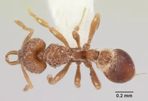 Strumigenys ligur specimen