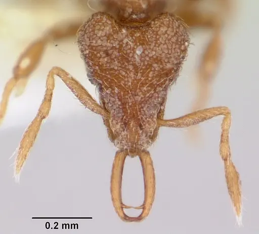 Strumigenys ligur specimen