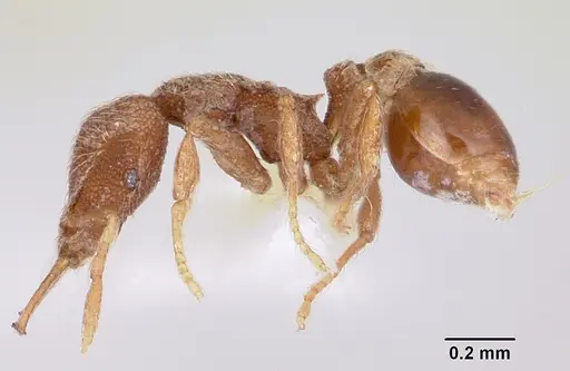 Strumigenys ligur specimen