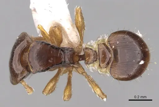 Strumigenys lilloana specimen