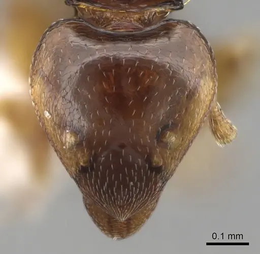 Strumigenys lilloana specimen