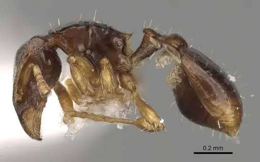 Strumigenys lilloana specimen