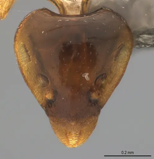 Strumigenys lilloana - CASENT4036182