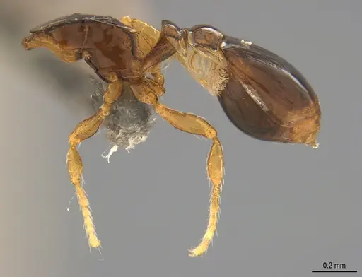 Strumigenys lilloana - CASENT4036182