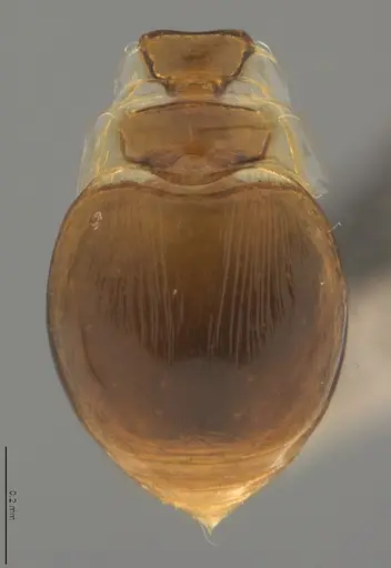 Strumigenys lilloana - CASENT4036200