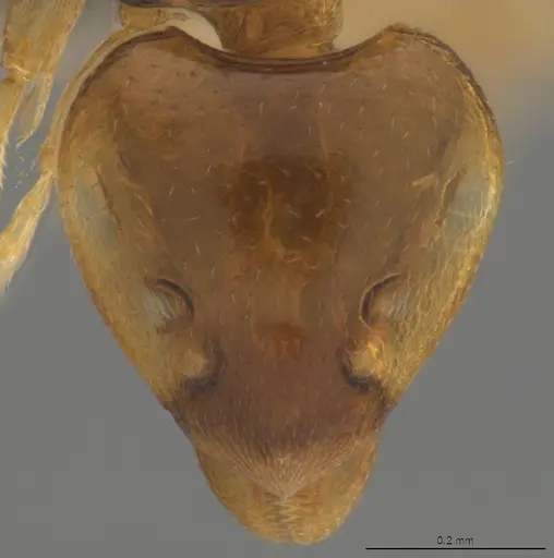 Strumigenys lilloana - CASENT4036200