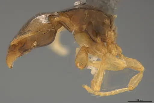 Strumigenys lilloana - CASENT4036200