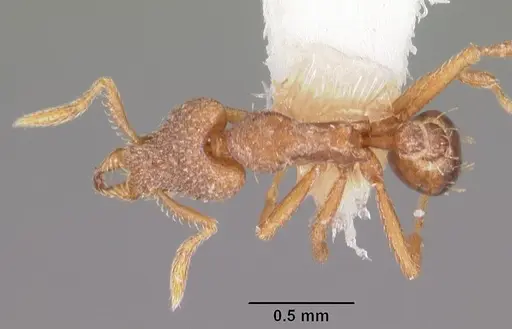 Strumigenys liophila specimen