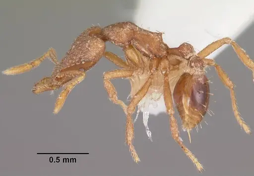 Strumigenys liophila specimen