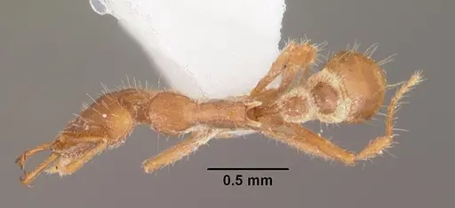 Strumigenys liukueiensis specimen